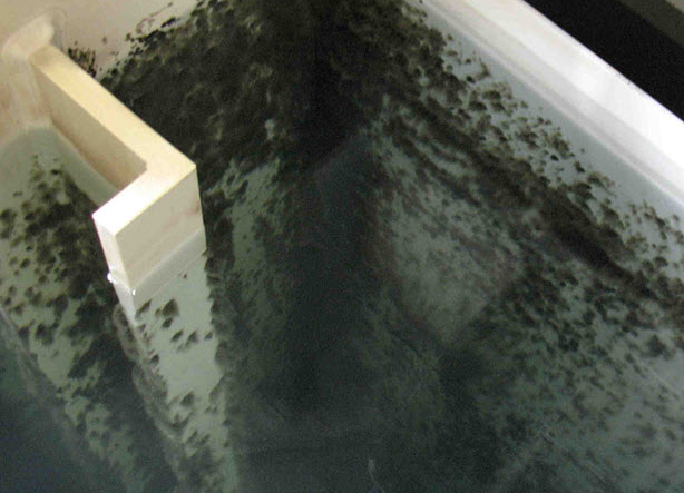 Fungal and Bacteria fouling on rinse tank walls